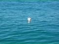 DSC_0080.jpg
