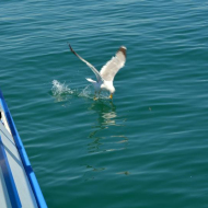 DSC_0042.jpg