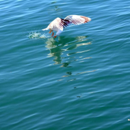 DSC_0043.jpg