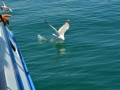 DSC_0042.jpg